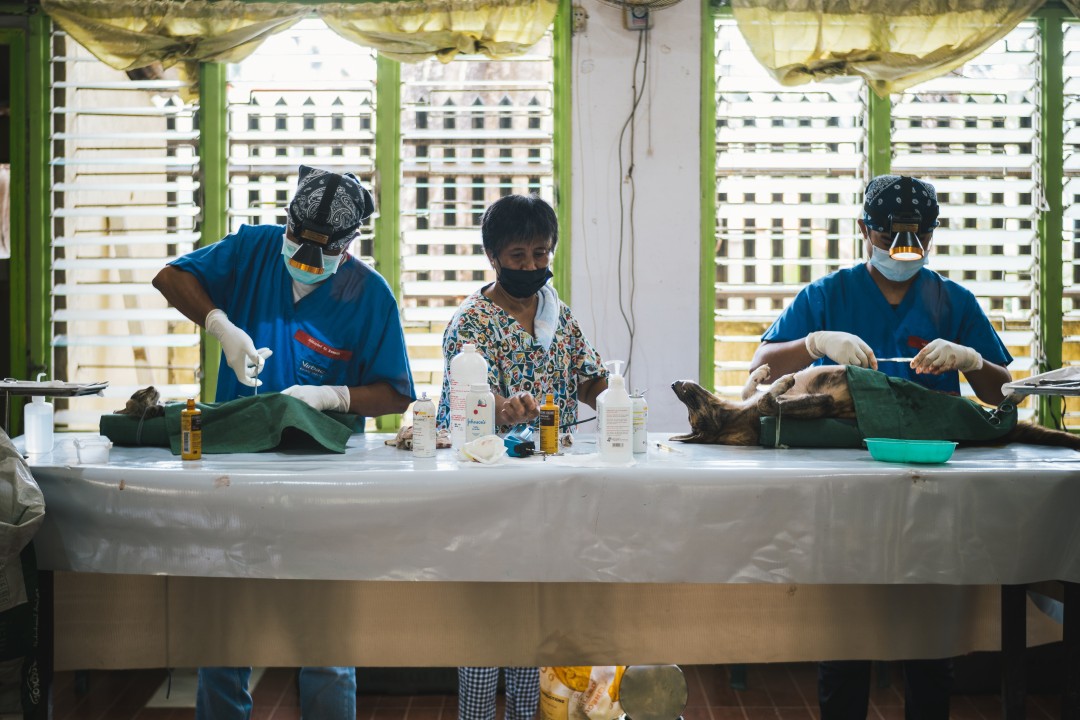 El Nido vets spaying cats and dogs