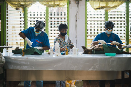 El Nido vets spaying cats and dogs