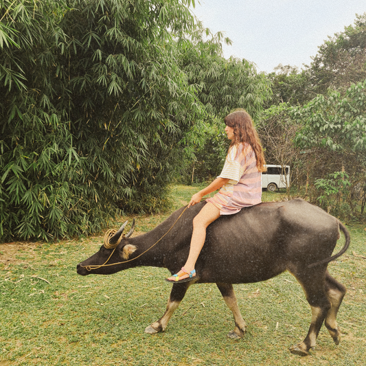 Carabao Ride Experience