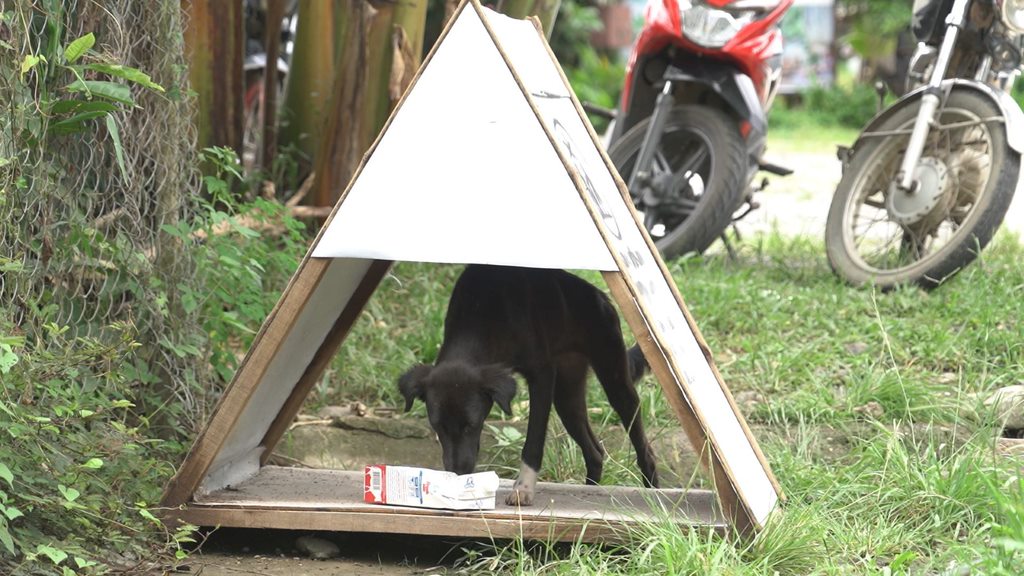 DOG SHEDS FOR A CAUSE: Giving love and compassion to our fur-friends in El Nido